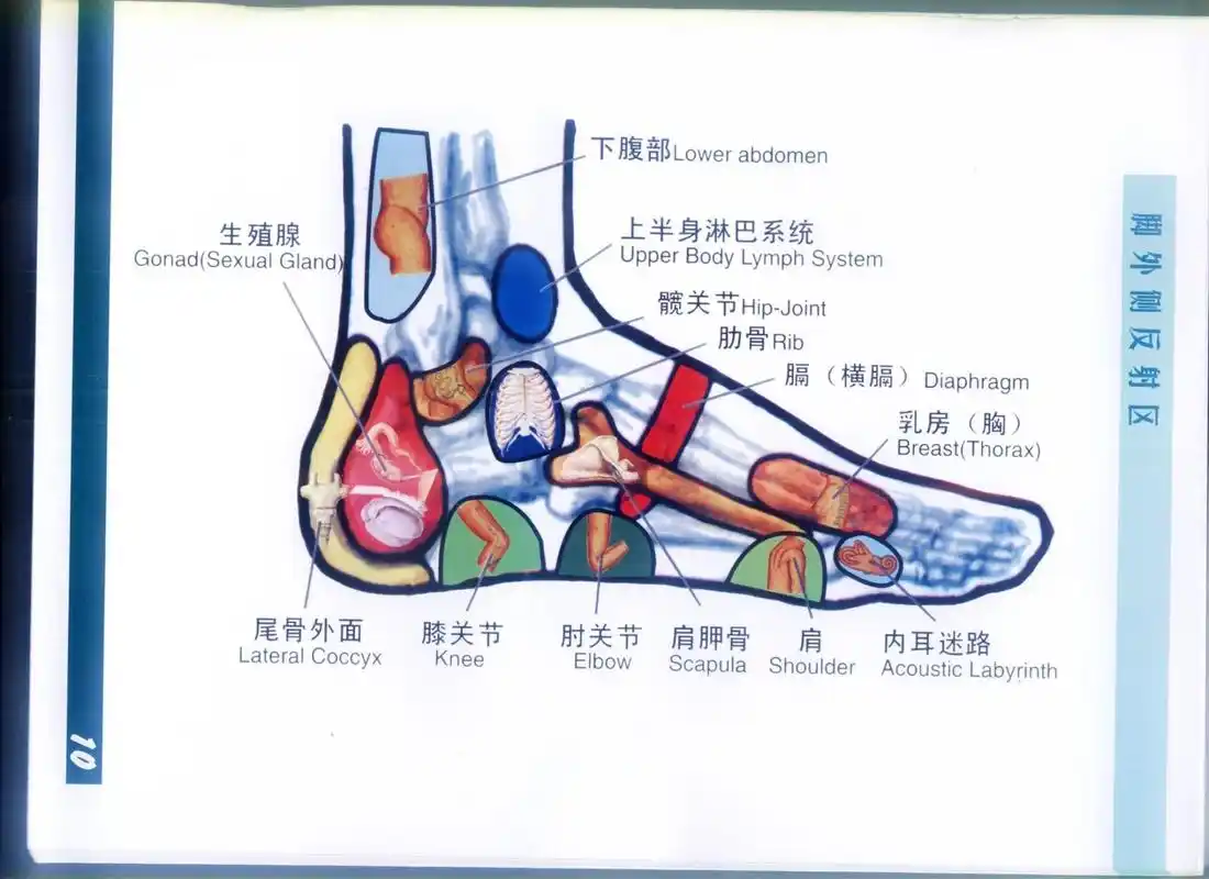 中医经络穴位:《脚内侧,外侧穴位图》 1,脚后跟上边儿两侧有昆仑穴 昆