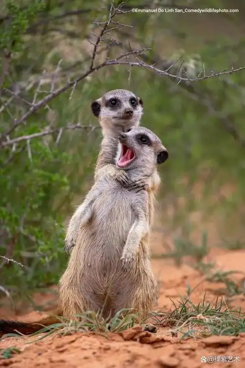 一,每当有类似的摄影作品或者是类似摄影比赛时,都会吸引很多人的目光