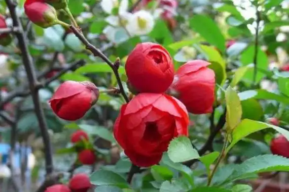 二,苞舌兰的养殖注意事项