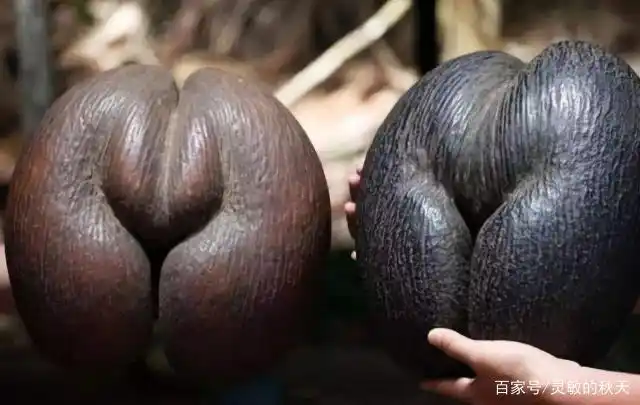 六种"怪异"水果,吃三种就算你好,第五种是富婆爱