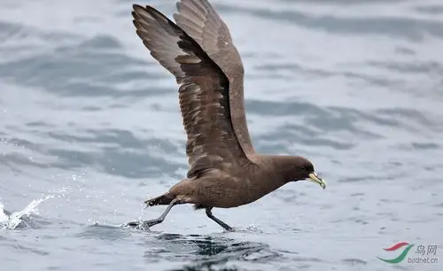 白颏风鹱white-chinned petrel.jpg