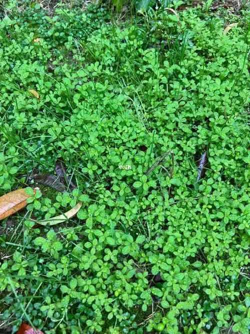 11月新出生的小绿草