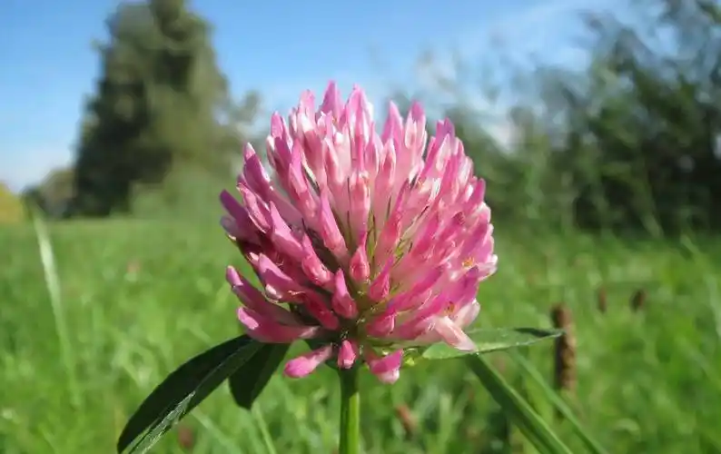 一见面就娶她,马苏卡四大生肖女当了妈妈会更幸福_生活_女性_丈夫