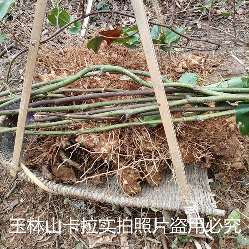 金刚头 中药材 铁菱角 金刚刺  金刚藤根 筋骨柱子 煲汤料泡酒料