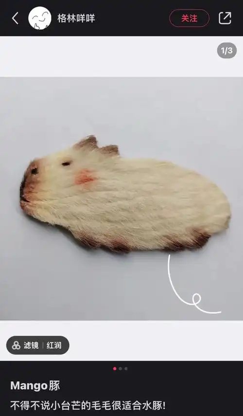 风靡全网的养芒果核,到底在养什么?