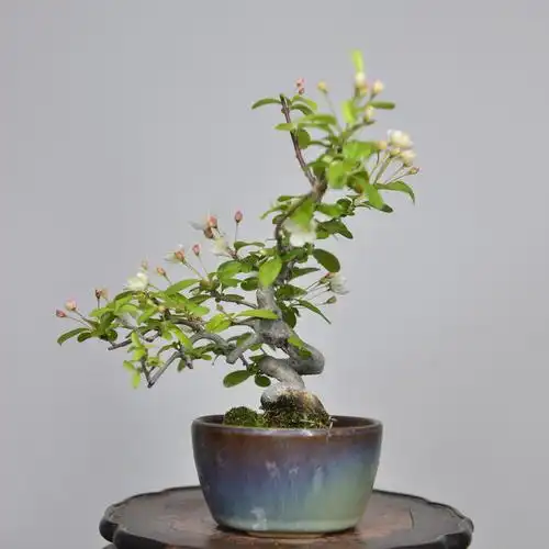 中国记忆日本三叶海棠8 春开花秋结果 小品盆景盆栽微进口现货