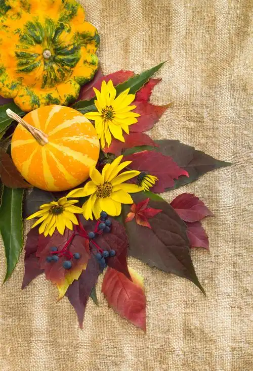 秋天的背景.成熟的南瓜, 树叶, 花