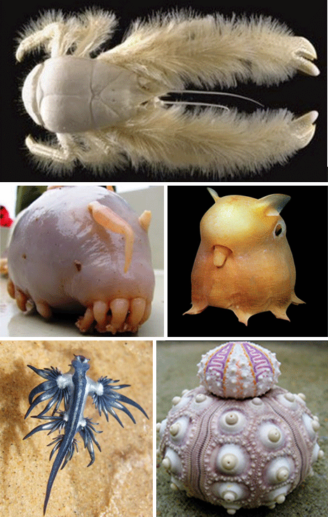 12种超自然生物 - 青云道者的日志 - 网易博客