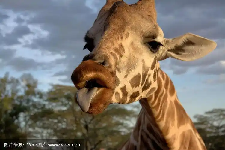 伸出舌头的长颈鹿