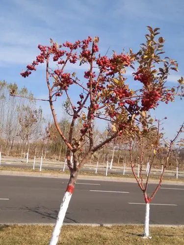 诱人的冬红海棠果