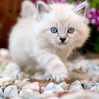 可爱小白猫头像精选可爱的白色猫咪图片