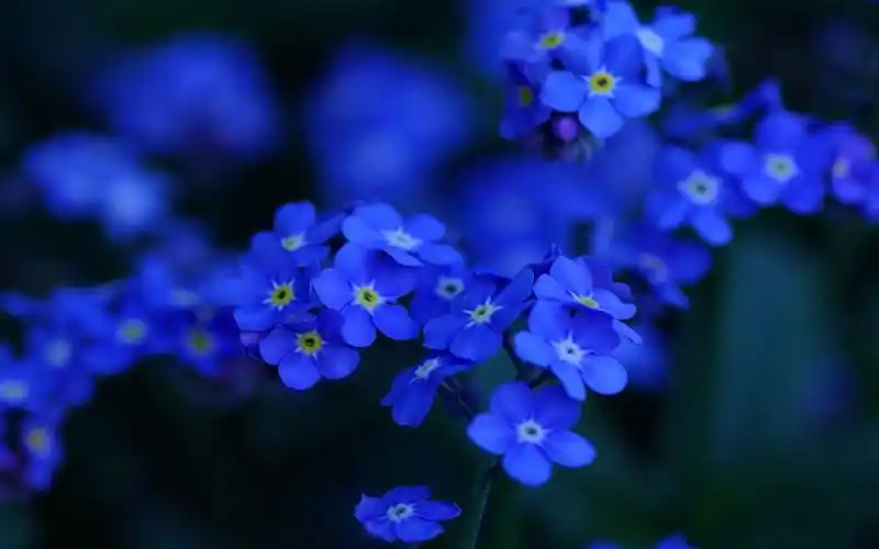 勿忘我,勿忘草,星辰花,蓝色小花,唯美,花草集,静物每日精品壁纸图片