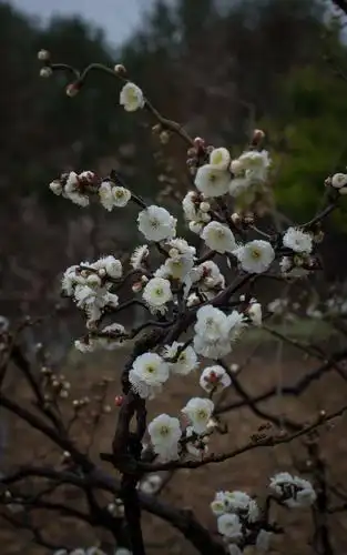 莘庄梅园的龙游梅