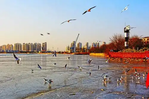 塘沽老码头拍海鸥