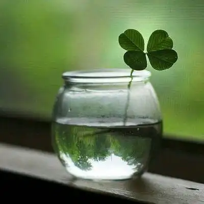 微信头像四叶草图片