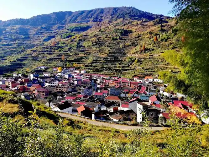 武义县新宅镇山坑口村观赏800年夫妻银杏树