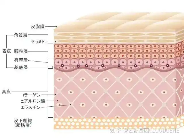大家都知道,皮肤的结构分为表皮层,真皮层和皮下组织.