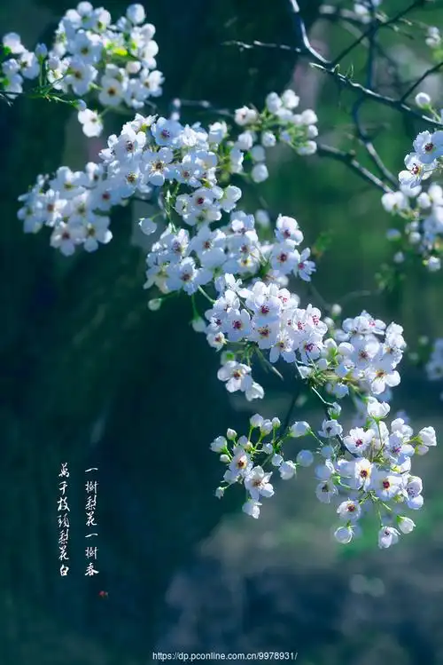 尼康 d800e      查看大图 手机看图 作品简介 一树梨花