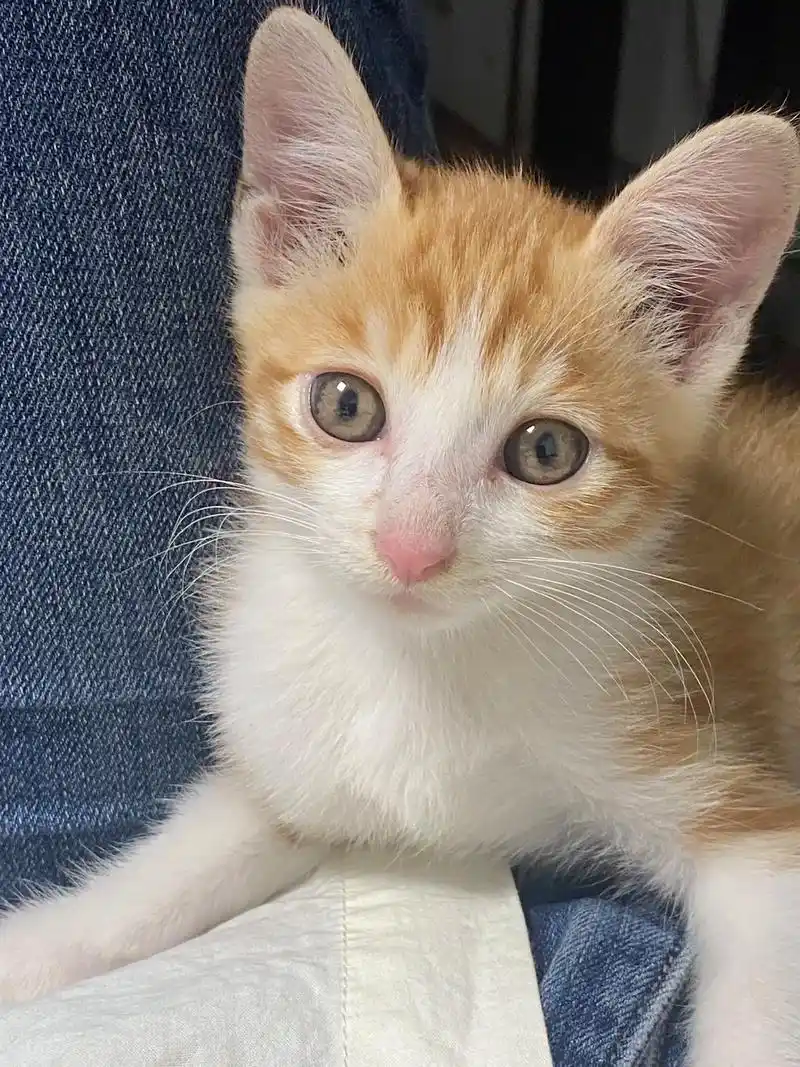 这是一只50块钱买来的小土猫.它名字叫十一,是姐姐花50块钱 - 抖音