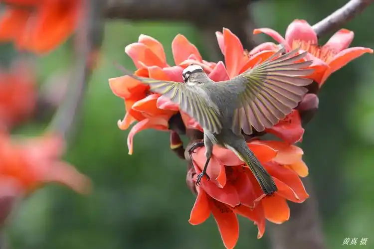百鸟朝凤 英雄花开