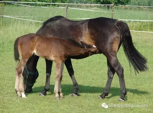 关于马的十五个冷知识