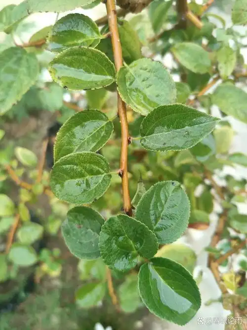 百度也查不到这种叶子的树叫什么名字,在绿梅盆子里长出来的,难道是