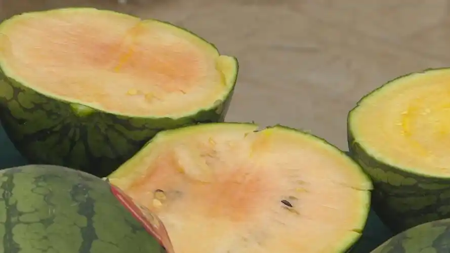 京郊种出"彩色"小西瓜,即将上市!