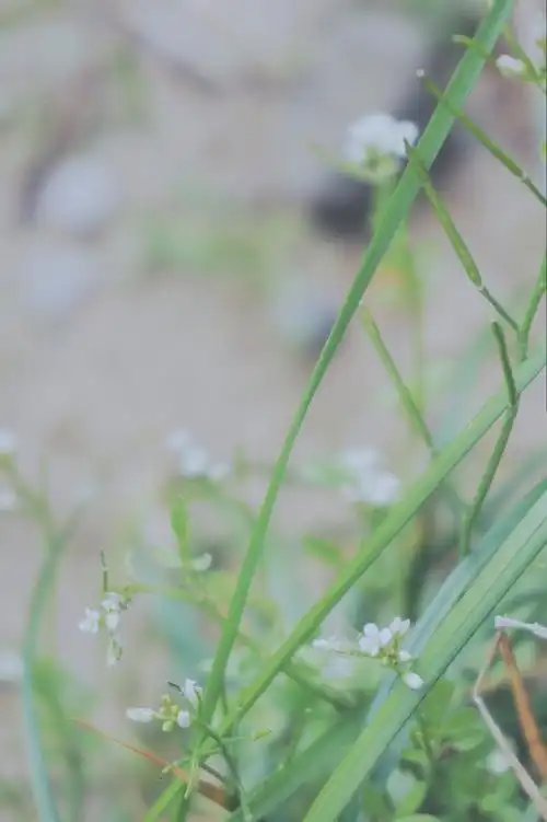 木目的小美好 原创小清新壁纸 无字版