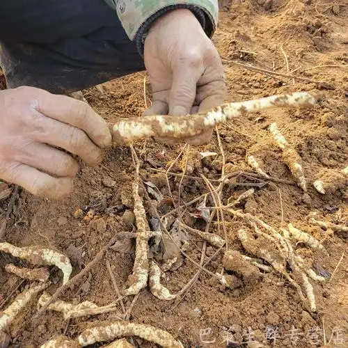 现挖现发新鲜地参地笋地虫草参地藕地环地藕泽兰根地蚕蔬菜种子500g