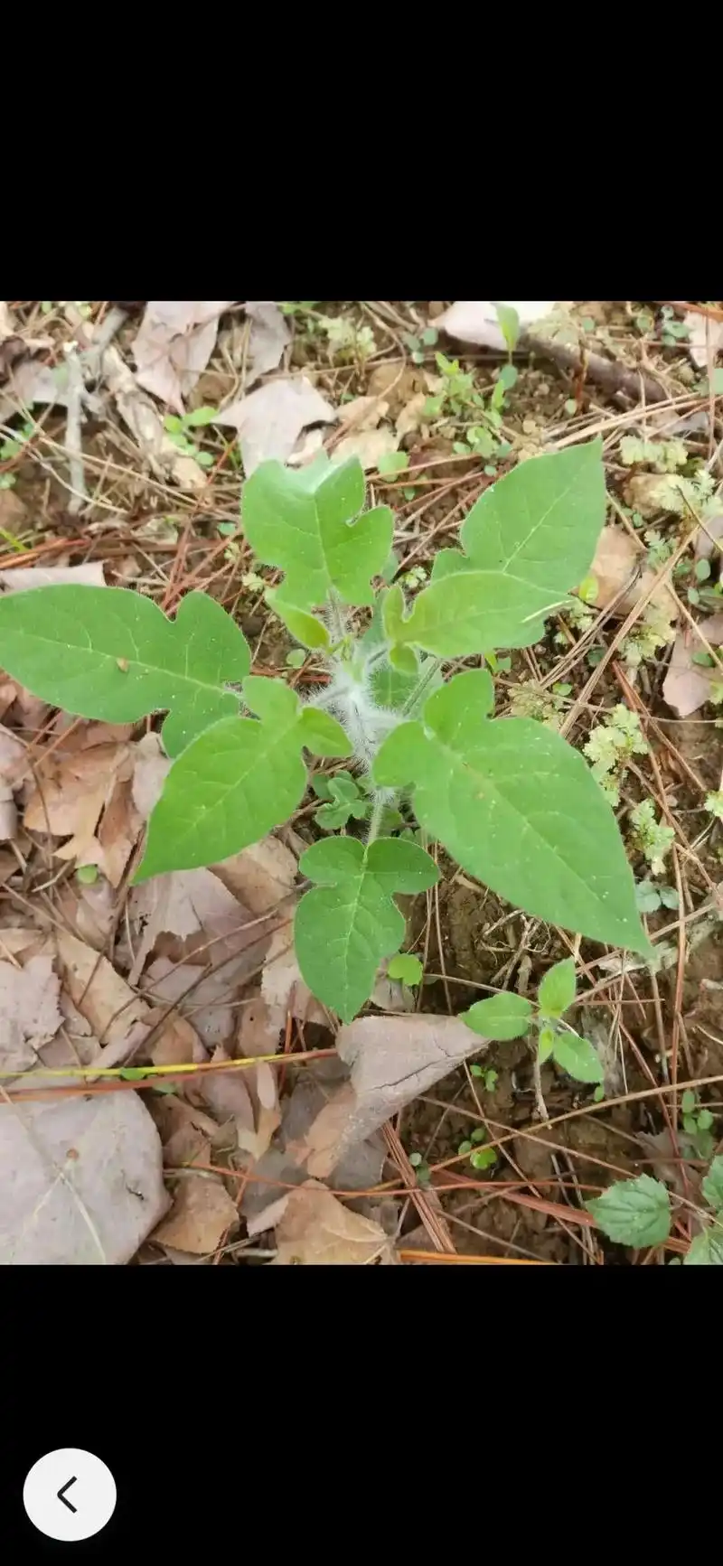 转载与百度百科:白英又叫排风藤.白英的功效与作用   李红梅 - 抖音