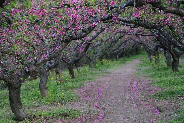 十里桃林 万亩桃花!鄠邑·柳泉·东岭美爆了