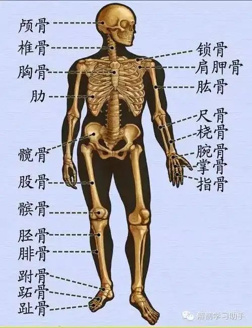 【实用】人体解剖歌诀,果断收藏_特点