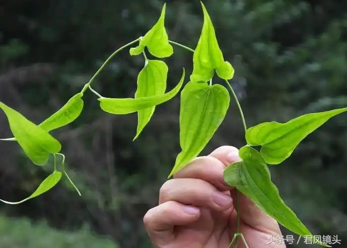 百部的功效与作用的功能与主治,百部的功效与作用