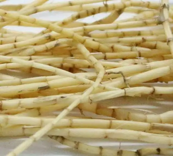 茅草根和鱼腥草的区别