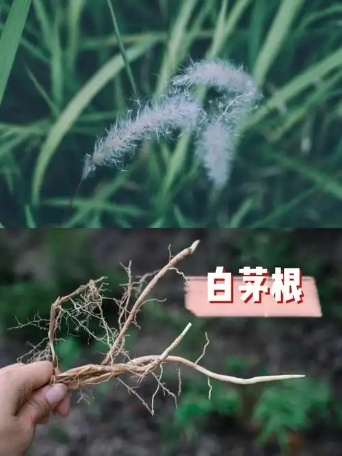 自带甜味的白茅根挖点回去煮茶喝