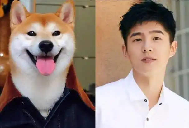 10位像动物的明星,王一博肖战还能忍,看到易烊千玺:简直是神似