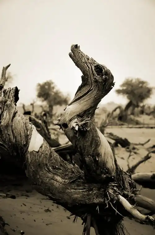 将一些千年胡杨变成了一群阅尽沧桑的雕塑,唱着一曲曲悲凉的挽歌