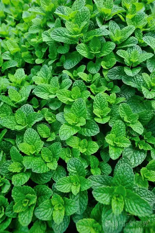 种在菜园里的绿色薄荷植物照片-正版商用图片10mh8k-摄图新视界