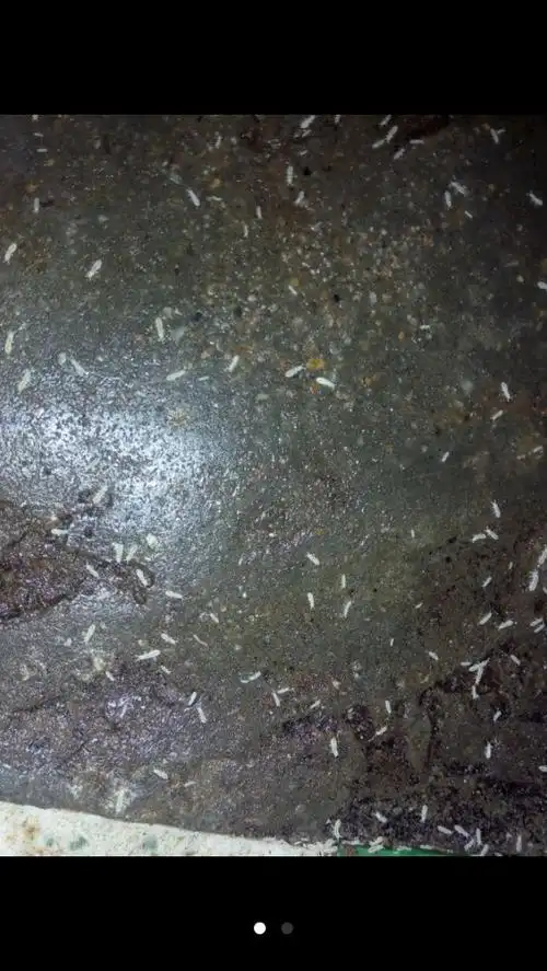 发现这种白色虫子是什么虫子