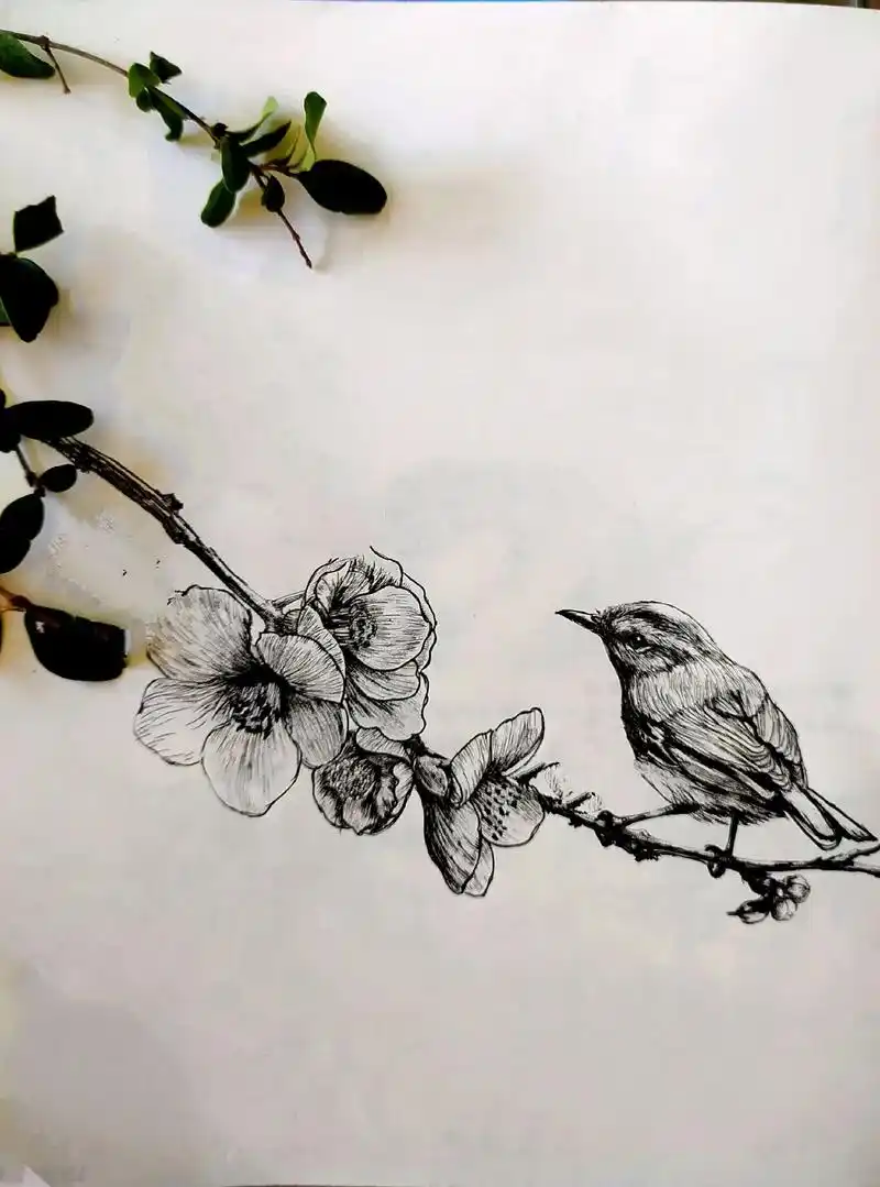 鸟是会飞的朋友#针管笔手绘 #保护鸟类 - 抖音