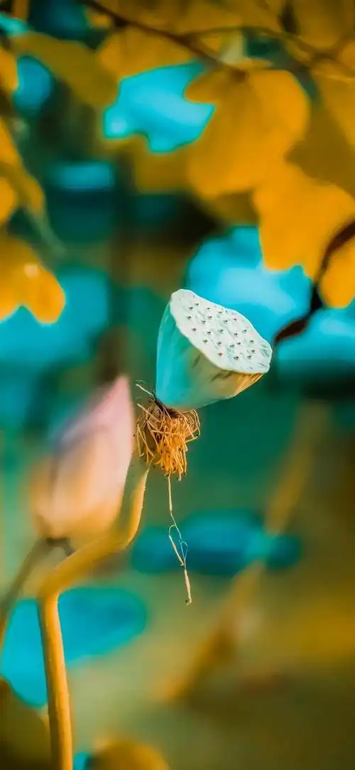 意境壁纸:让烦躁的心静下来