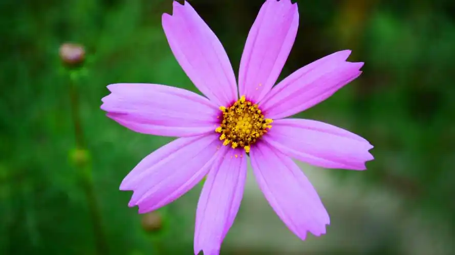 精选大自然唯美花卉图片之粉色的鲜花图集电脑桌面壁纸下载第二辑6p