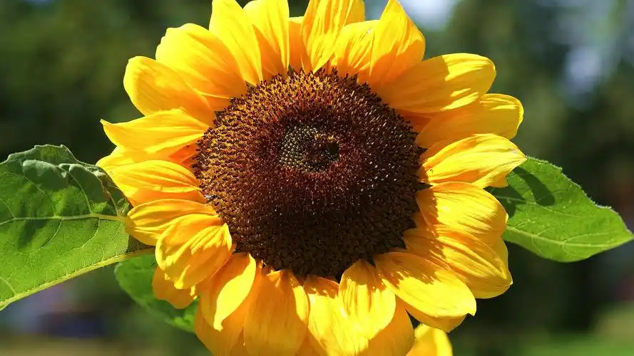 凌宇中国现代文学史笔记及课后题答案