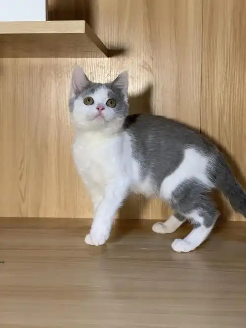 英短蓝白找新家 坐标深圳龙华