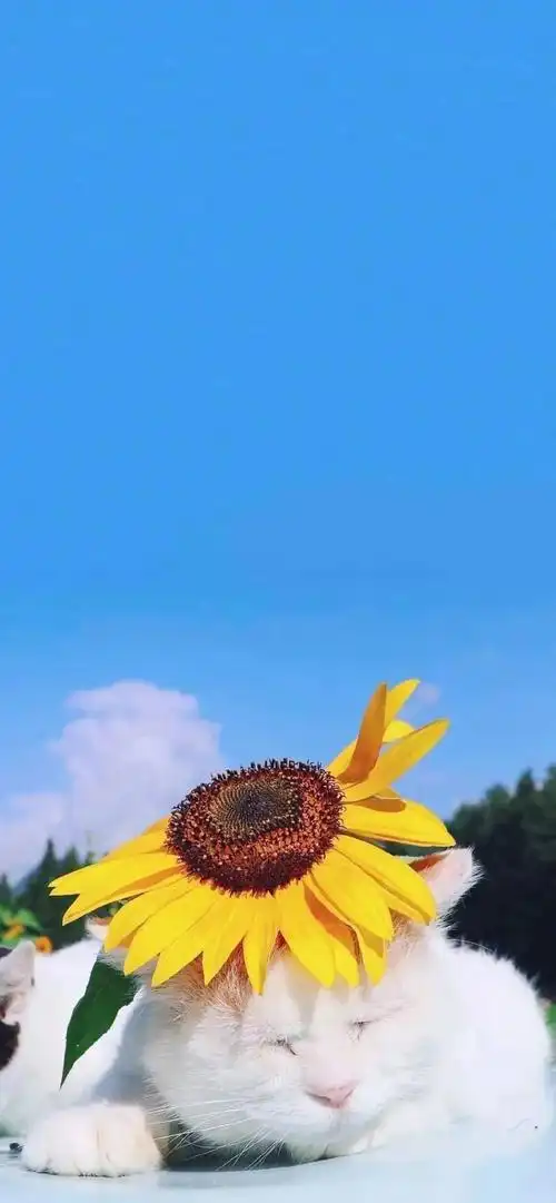 个性有范全面屏壁纸