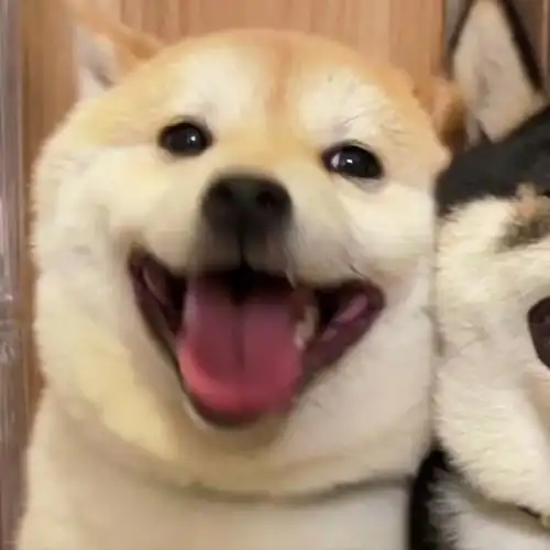 爱笑的快乐小狗363436373039动物情侣头像