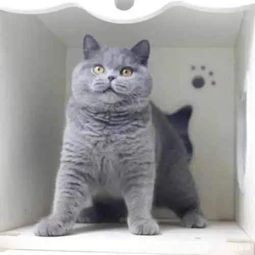 英国短毛猫颜值十分高,其适应能力很强,它像狗狗一样爱黏人,而且不会