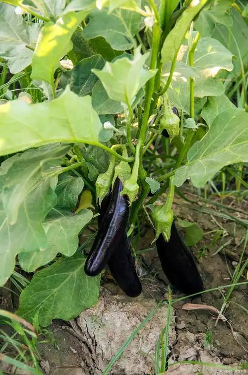 茄子的种类很多,根据果皮的颜色,可分为紫茄,红茄,绿茄,白茄等类型.