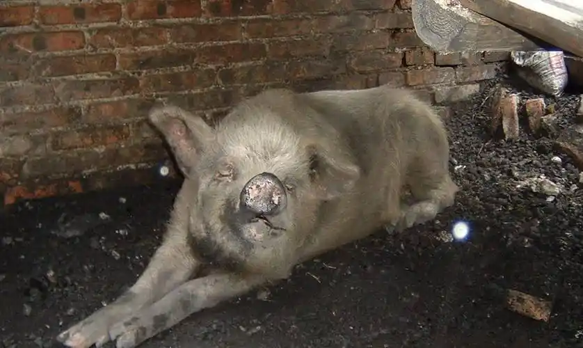 原创原创汶川地震爆发时猪坚强被埋36天13年后现状如何