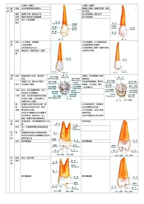 牙体形态总结上颌第一前磨牙和第二前磨牙